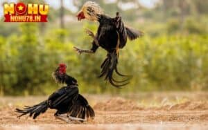 Có thể chơi đá gà cược dao ở bất kỳ đâu