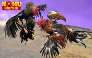 Có nhiều đặc điểm nhận biết gà cựa sắt